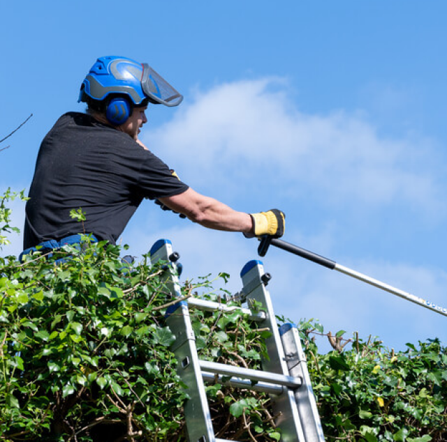 Rotherham Tree Services, SIC Code 2411, NAICS Code 113310